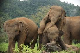 Pinnawala Elephant Orphanage